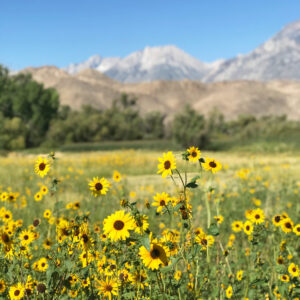 Beautiful Spots to Visit in Bishop, CA yellowflower