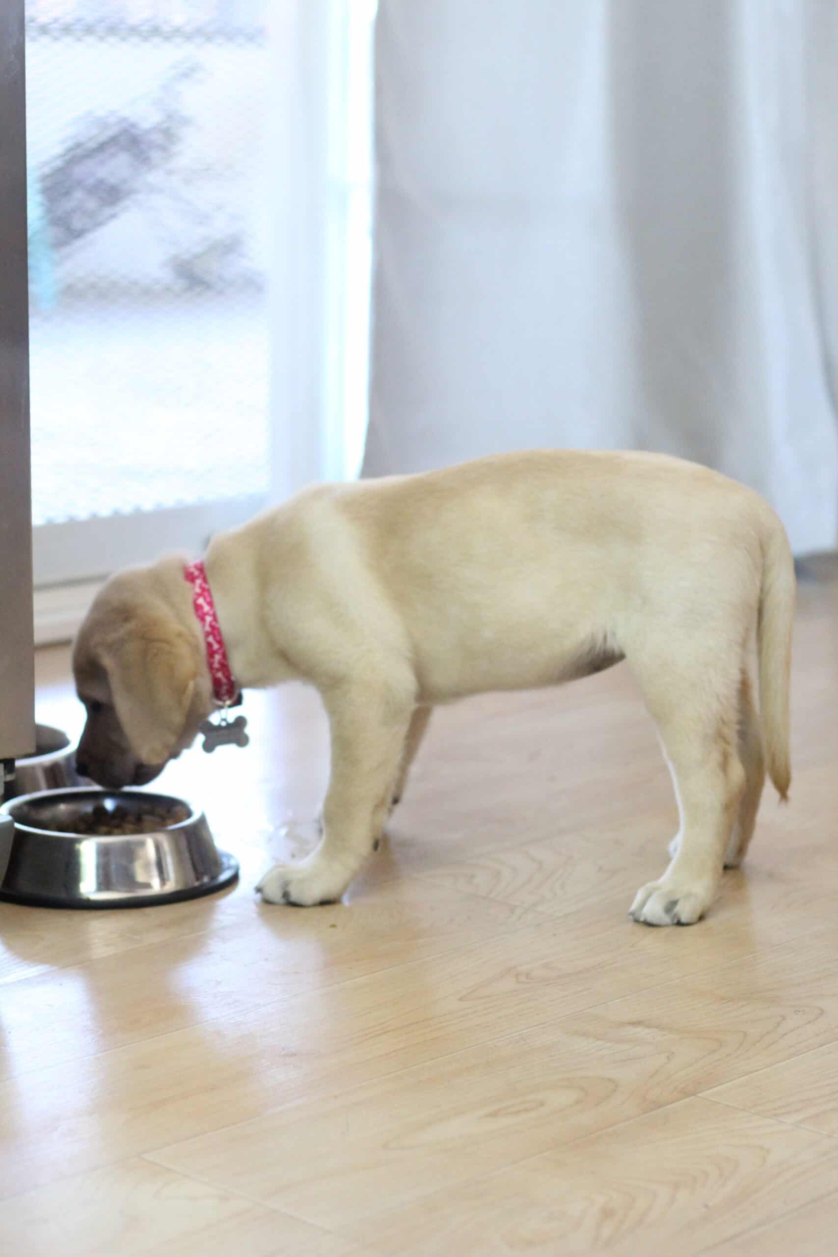 Yellow Labrador Retriever 