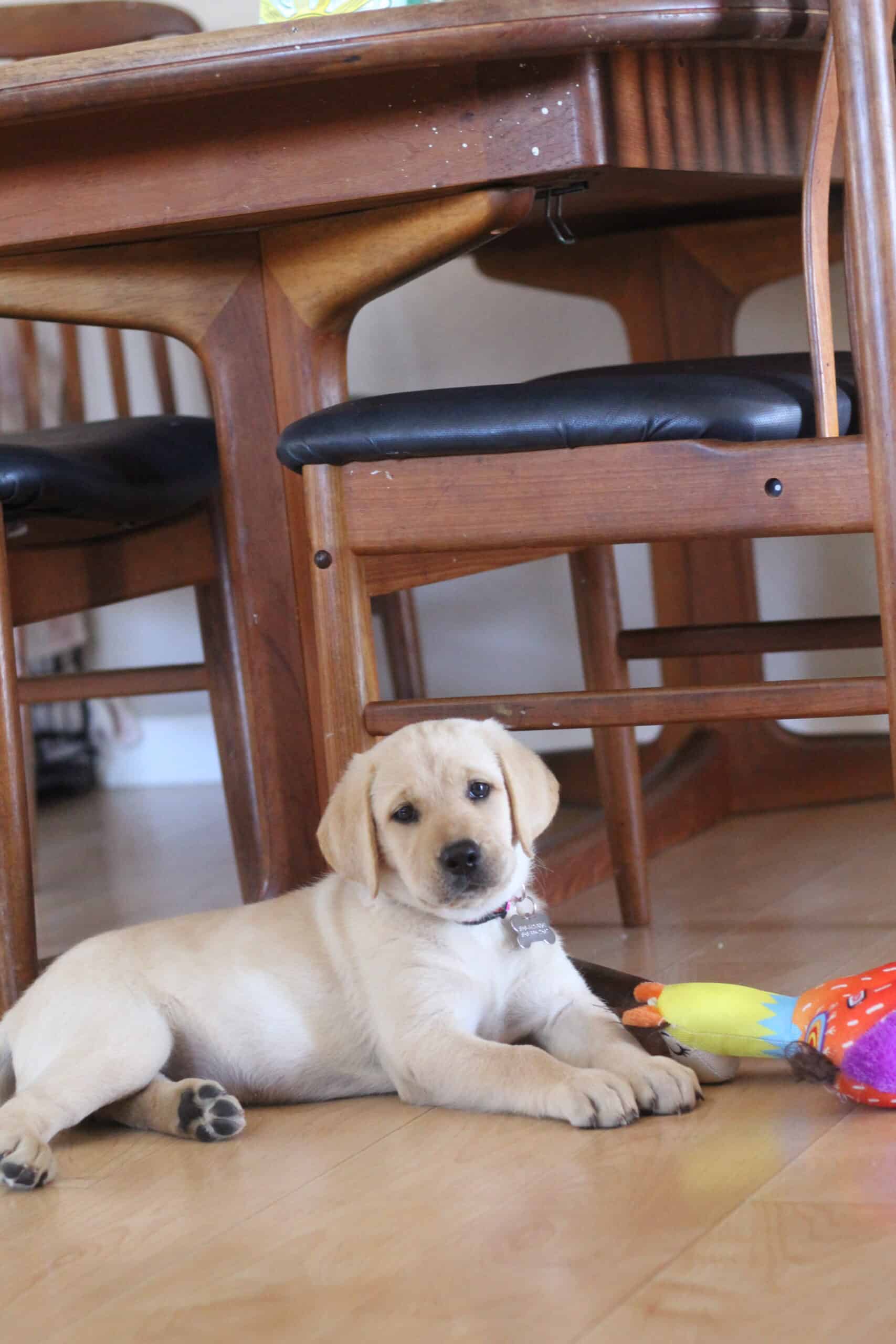 Meet Lucy, Our sweet new lab