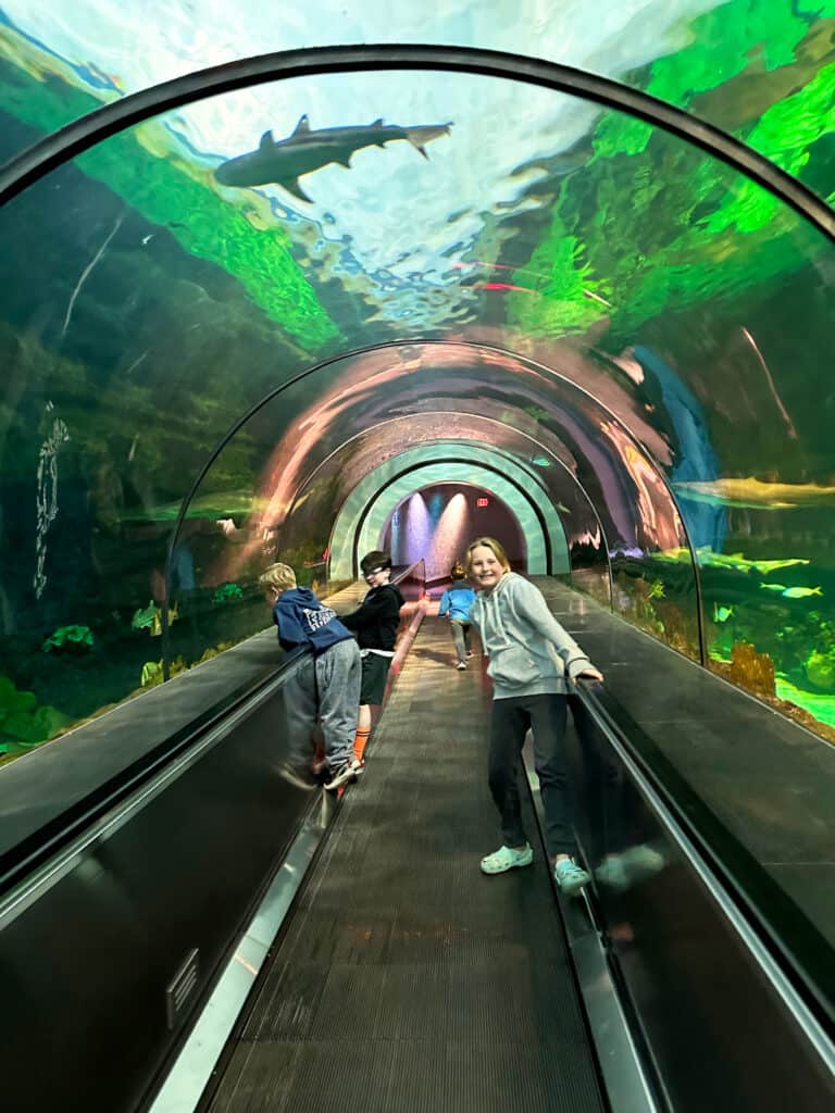 Top 10 Things to See at Seaworld San Diego for Families BriGeeski