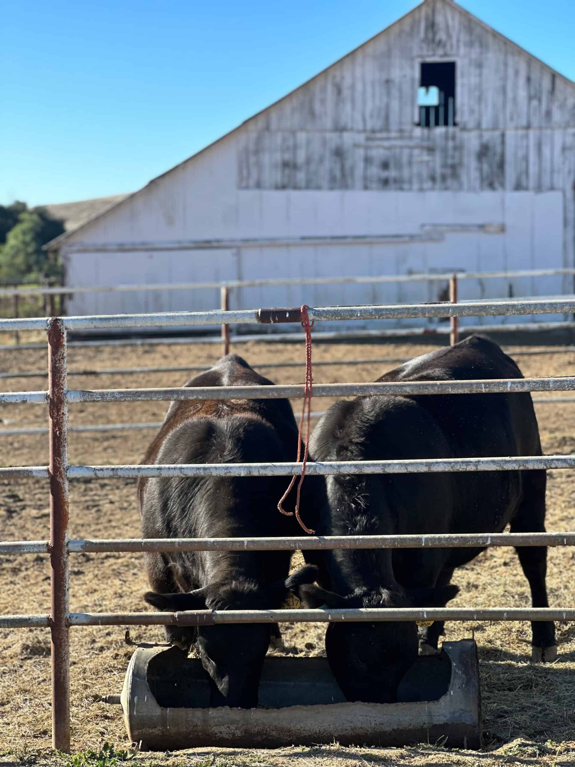 grain finish cows, san Diego farm 
