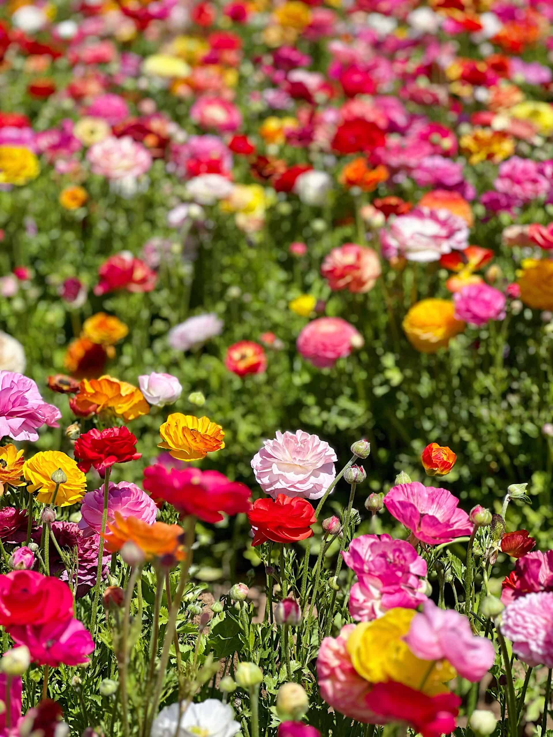 The Carlsbad Flower Fields