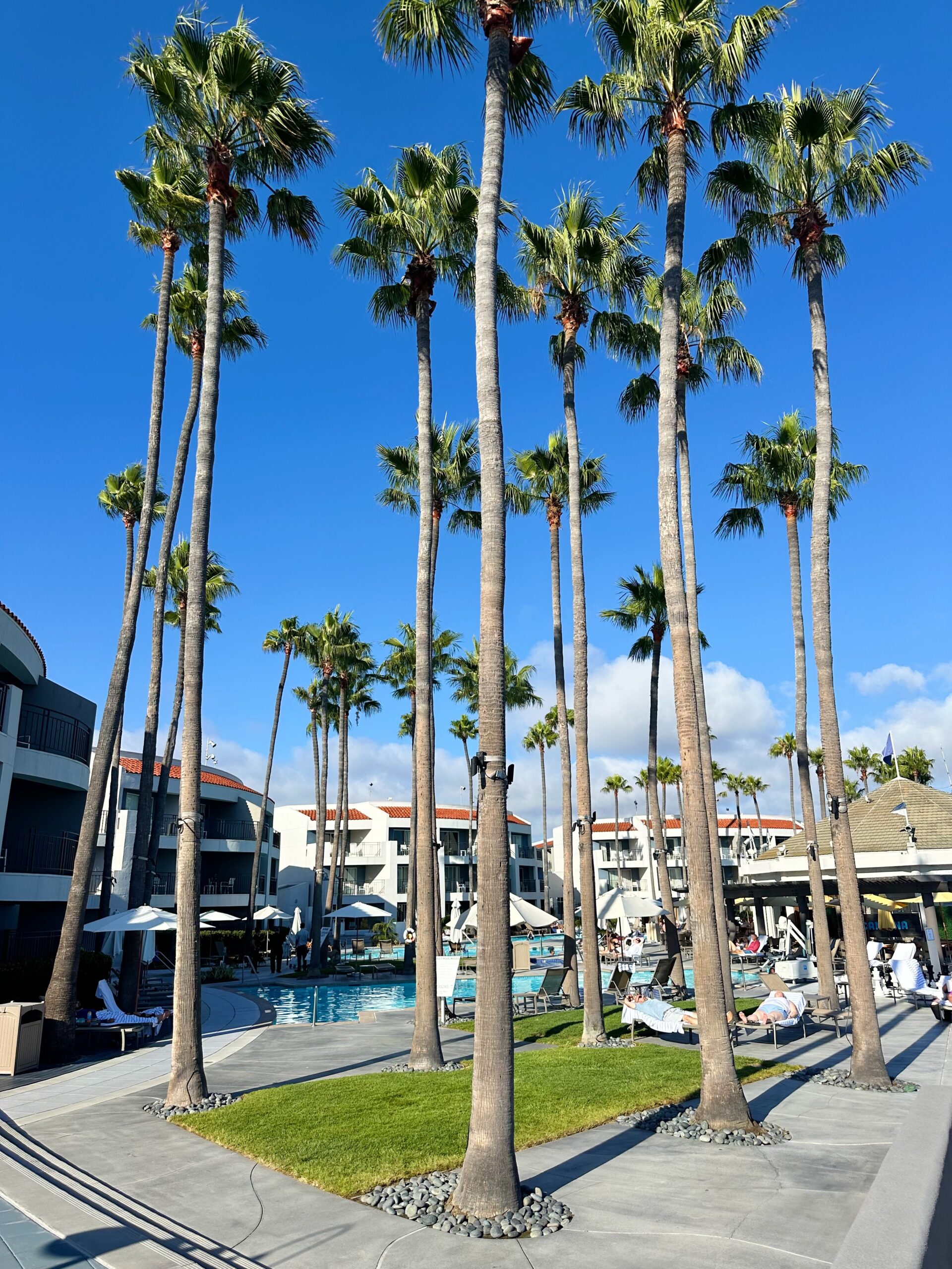 palm trees by the pool